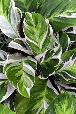 populāri telpaugi lapotnes telpaugi, pāvs calathea augs